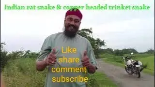 Indian rat snake & Copper headed trinket snake यह दोनों सांपों में जहर नहीं होता👈#support #snake 