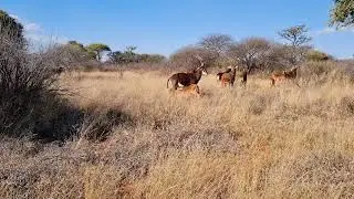 Sable Cows and Calfs roaming Freely.