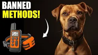 Shocking Truth: Dog Training Methods Exposed