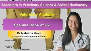 Scapula of Ox | Veterinary Anatomy Scapula  | Osteology