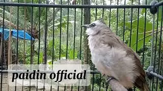 Trucukuan cengkok mewah 