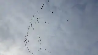 Tranor som &ouml;var