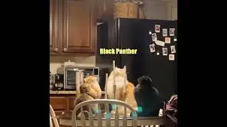 Demon Cat Worship