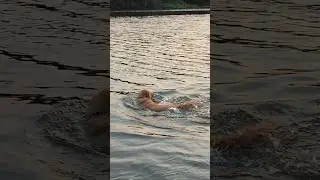 Cute dog swimming🏊#shorts#viral#dogs#love#sigma