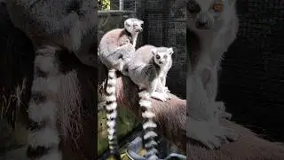 Семья Лемуров🥰#лемур #мадагаскар #zoo #ялта2024 #зоопарксказка #зоопарк