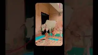 #desicow #tharparkarcow #indegenous #cows #short #viral @jiturevolutionaryfarmer