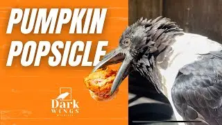 What Does A Crow Do With A Pumpkin Pop?