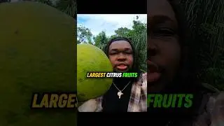 World&rsquo;s Largest Citrus Fruit 🍋&zwj;🟩