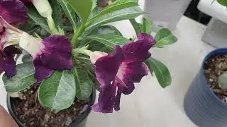 Purple Adenium Obesum Pollination