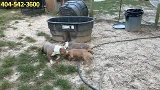 Обновление питомника American Bully (документы ABKC/UKC)