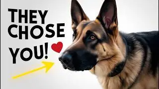 👉 5 Proven Signs Your German Shepherd Has Chosen You as Their Favorite Human 🐶