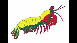 Sketching a mantis shrimp for a reduction print #printmaking #linocut #mantisshrimp 