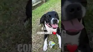 Such a loving dog 🐕 ❤️ #puppy #video #2023 #beauty #cute #cutey #dog #love #dawgs #doggo #puppy