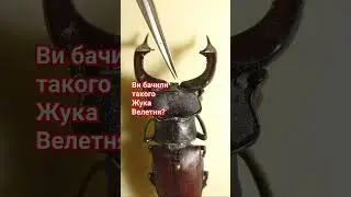 ВИ БАЧИЛИ ЦЬОГО ЖУКА ВЕЛЕТНЯ? Хто це такий? Have you seen this giant beetle? Who is this?