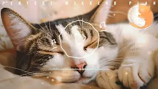 【貓咪放鬆音樂】貓咪聽音樂放鬆心情 減壓減焦慮 幫肋睡眠更有效