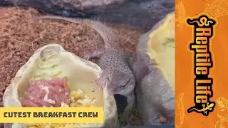 Cute Little Storr’s Monitors Having Some Breakfast | Reptile Life Hoppers Crossing