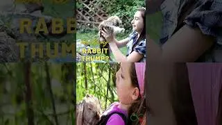 How Do My Rabbit Thump?