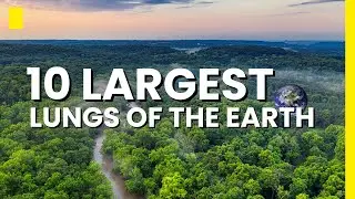 Top 10 Forests in the World | The 10 Largest Forests on Earth