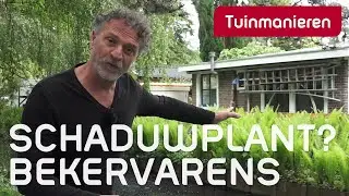 De struik- of bekervaren. Schaduwplant | Tuinieren | Tuinmanieren