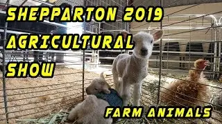 Shepparton 2019 Agricultural Show | Farm Animals