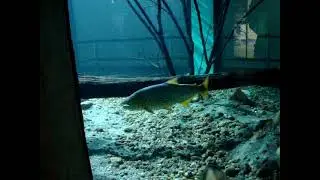 Aqu&aacute;rio do ZOO de BH - #fisgada #peixao #fishon #goiasrecord #fishingvideo