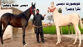 Desi Bachery For Sale | Muska Bachera | Nukra Bachera | Local Horse Breed 