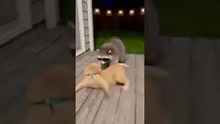 Raccoon vs Cat? Dog Says &ldquo;Not Today!&rdquo; 🤪🦝🚫 #funny #pets #shorts