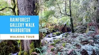 [4k60] Rainforest Gallery Walk, Warburton. Walking Tour.