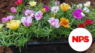 Portulaca 30 colors for sale online - Pathumani Poovu -Table Rose - Moss Rose -WhatsApp : 8248414402