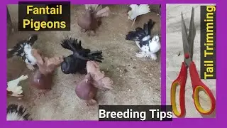 Fantail Pigeon Breeding | Fantail Pigeon's Tail Trimming