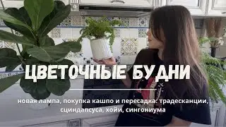 ЦВЕТОЧНЫЕ БУДНИ N2. 🪴Новая лампа и кашпо, пересадки и черенкование.