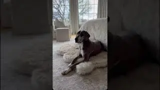 Paw.com Pup Protector: The Pet-Friendly Home Essential!