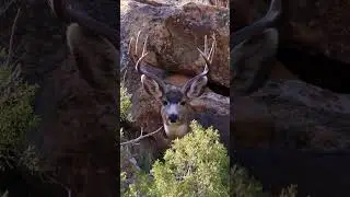 Canyon Muleys #utahbucks #bucks #muledeerbucks