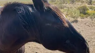 SMALL SOUTHERN IDAHO RANCH 715