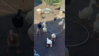 Ducks come for food
