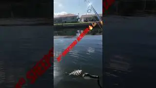 Monster Sheepshead🔥! #fishing #fish #youtube #youtubeshorts #viral #share #shorts #shortvideo