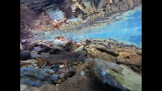 Cedar Run - Shenandoah National Park Hike & Fish 2022 #hiking #fishing #trout