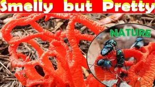 CLATHRUS RUBER, RED CAGE MUSHROOM - LATTICED STINKHORN, BASKET STINKHORN, MUSHROOMING 2021 (1)