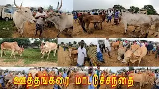 திருவிழாபோல் இருந்தது ஊத்தங்கரை நாட்டுமாட்டுச்சந்தை #ksvenkatvlogs #uthangarai #cowmarket #santhai