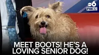 Fur Baby Friday: Senior Boots has love to give, and an adorable black-tipped tongue