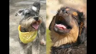 Cute and Funny Puppies Videos | Kawaii Pet Videos  Compilation #7