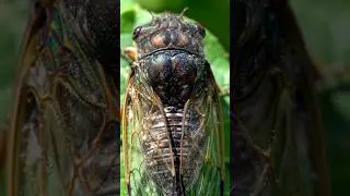 🌿 Endless Cicada Sound! #shorts