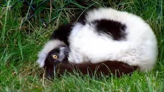 Lemur -sleep / lemur video's /#trending #animallover #youtubeshortsviral #youtubeindia