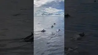 DOLPHINS #beautiful #travel #explore #viral #viralvideos #shorts #youtube #fypシ #fyp #subscribe