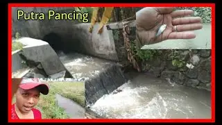 VIRALL,,WADERAN JOGJA SPOT SEJUTA IKAN DI PEMATANG SAWAH