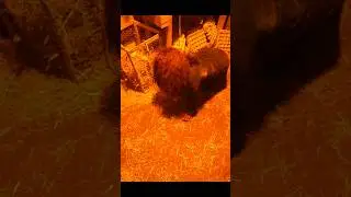 Look out! #blackorchard #hauntedhouse #hauntedbarn #scary #haunt #scream #haunt #scared #shorts
