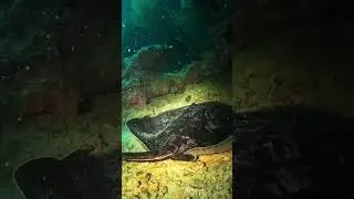the marble ray..of el nido palawan scuba diving ep 6