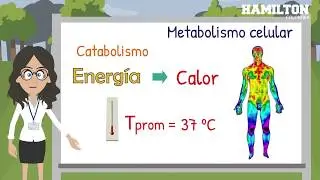 Metabolismo celular