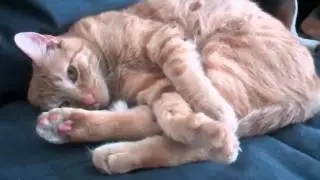 Rock, the Distinguished Gentlecat, and his Beagle Jazz