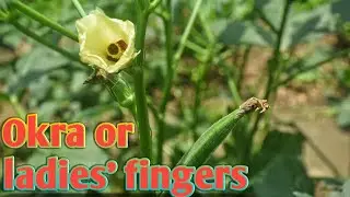 Okra  or ladies' fingers&nbsp;or&nbsp;ochro l ঢেঁড়শ l ভেন্ডী l भिन्डी l